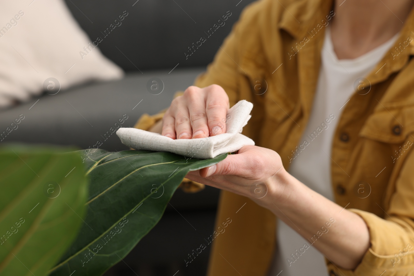 Photo of Woman wiping leaves of beautiful houseplants with cloth indoors, closeup