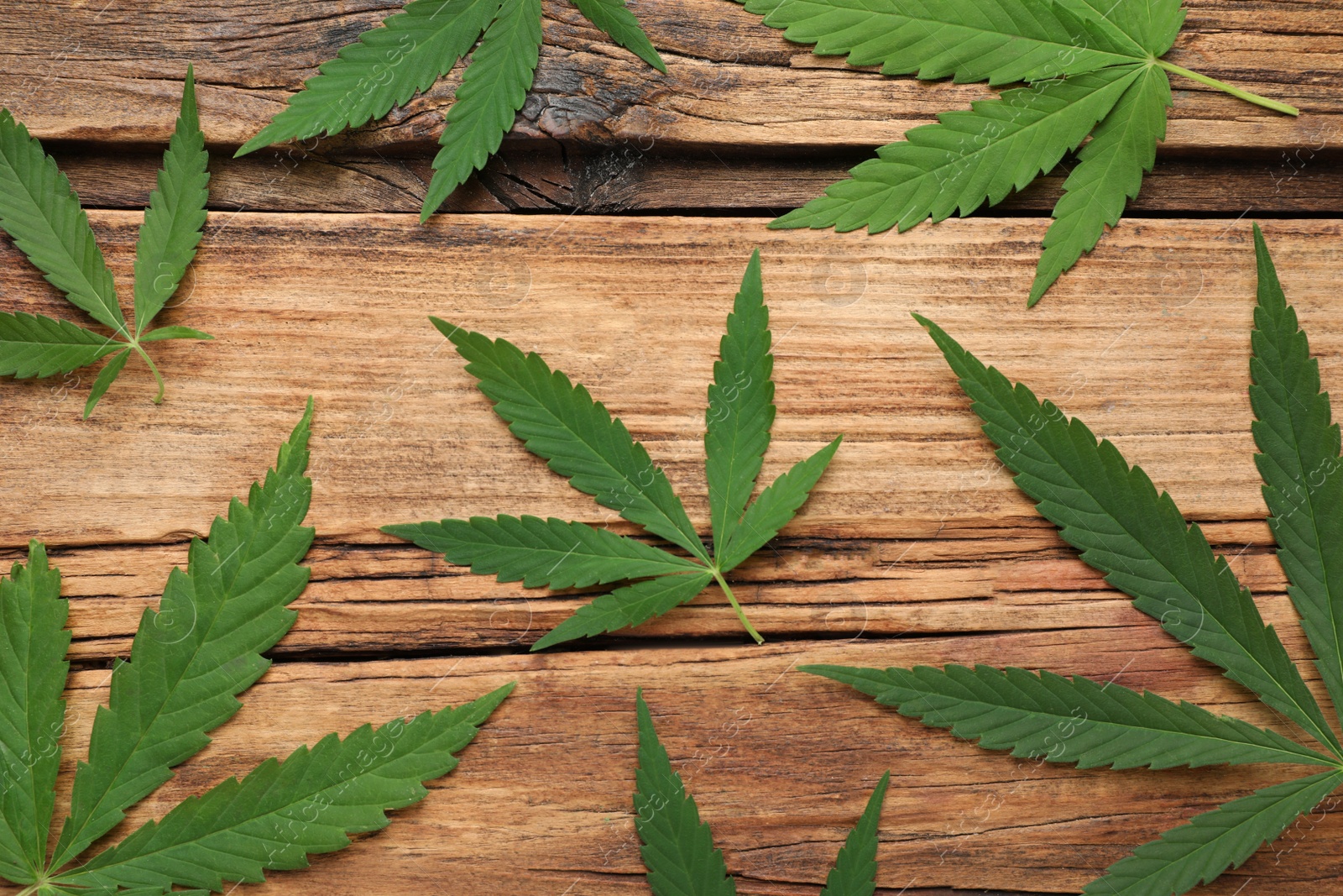 Photo of Lush green hemp leaves on wooden background, flat lay