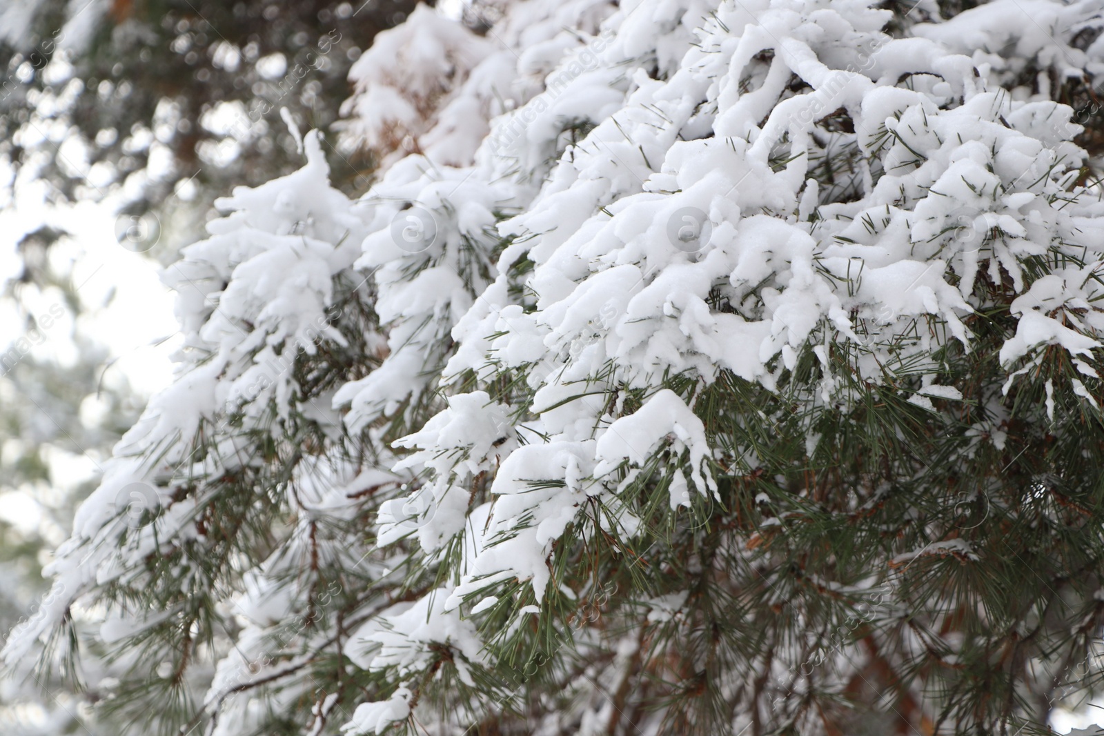 Photo of Conifer tree branches covered with snow in forest