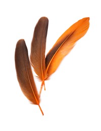 Photo of Three beautiful orange bird feathers isolated on white, top view
