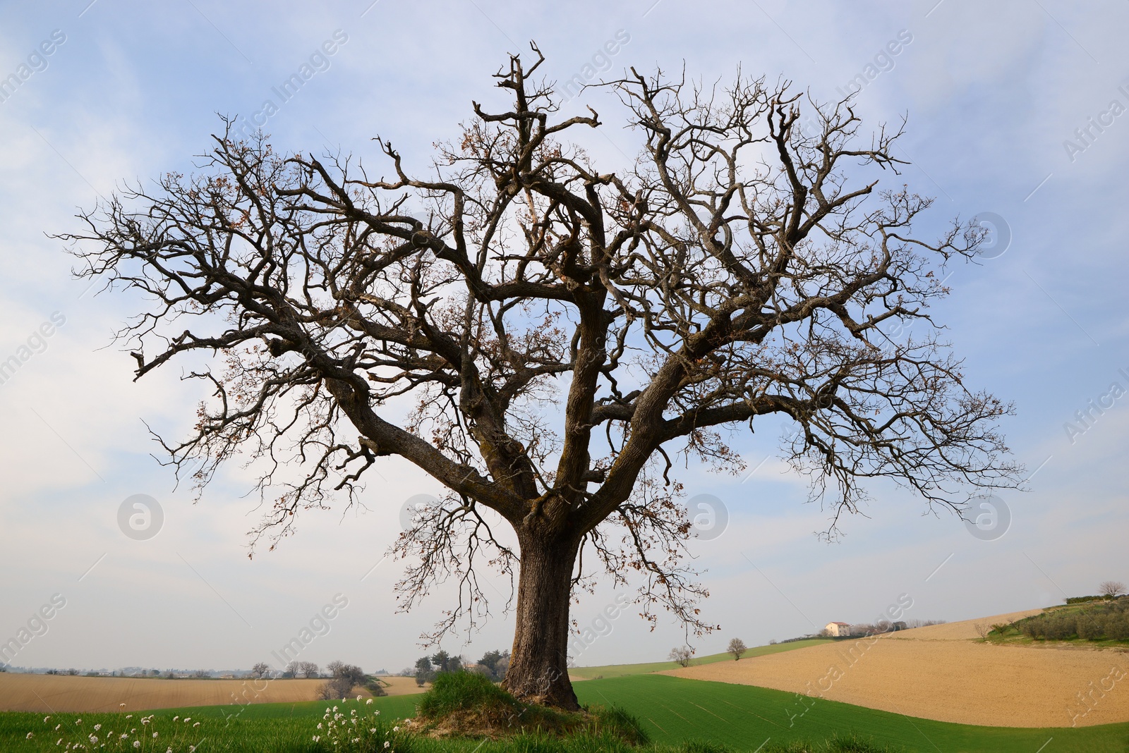 Photo of Beautiful countryside landscape with green grass and tree on sunny day