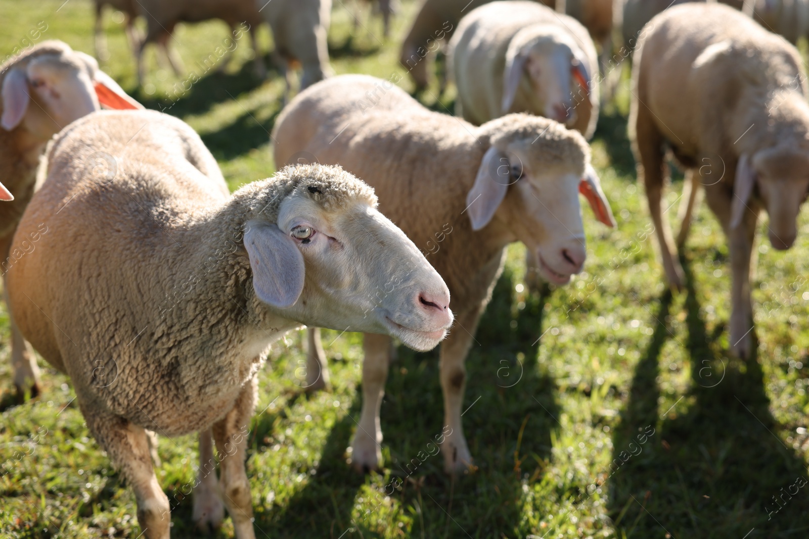 Photo of Cute sheep grazing outdoors on sunny day. Farm animals