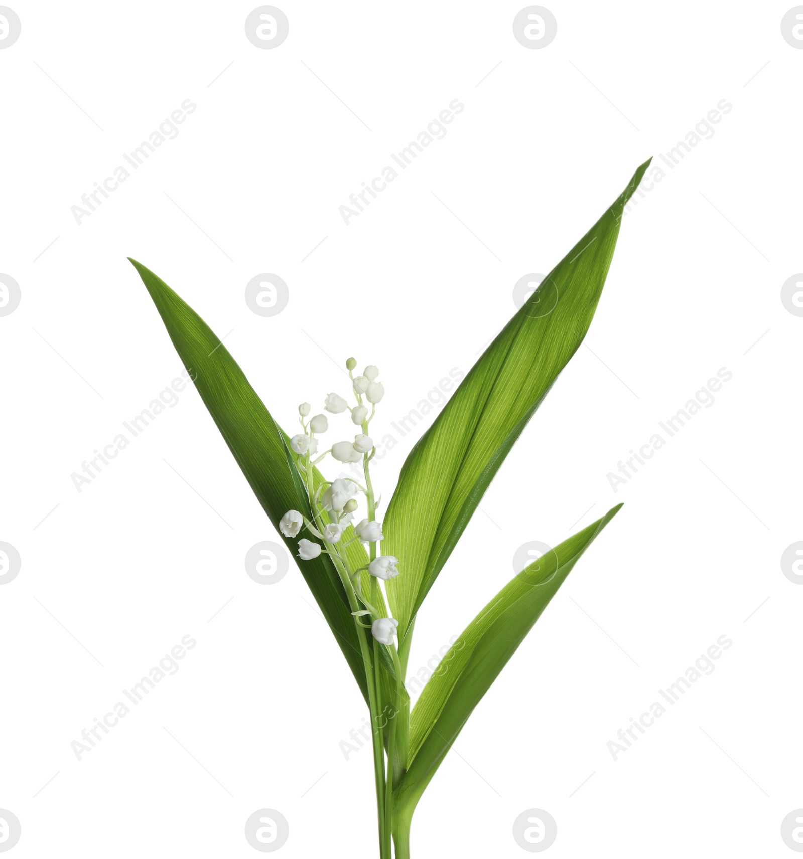 Photo of Beautiful lily of the valley flowers with green leaves on white background