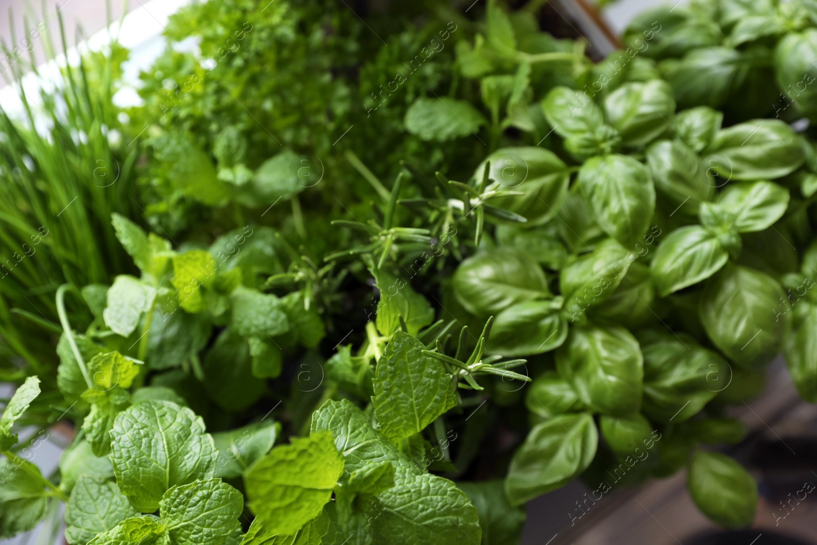 Photo of Different aromatic herbs on blurred background, above view