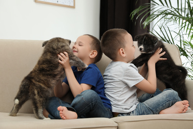 Photo of Little boys with Akita inu puppies on sofa at home. Friendly dogs