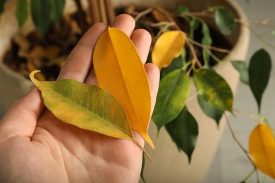 Woman with fallen yellow leaves near houseplant, closeup