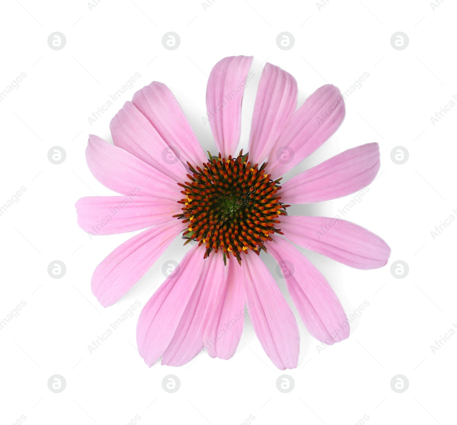 Photo of Beautiful blooming echinacea flower isolated on white, top view