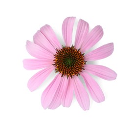 Photo of Beautiful blooming echinacea flower isolated on white, top view