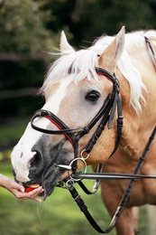 Photo of Young woman feeding palomino horse with apple outdoors, closeup