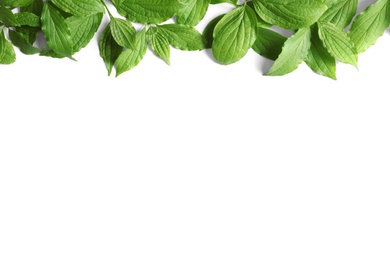 Photo of Beautiful spring green leaves on white background, top view