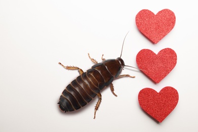 Image of Valentine's Day Promotion Name Roach - QUIT BUGGING ME. Cockroach and red hearts on white background, flat lay 