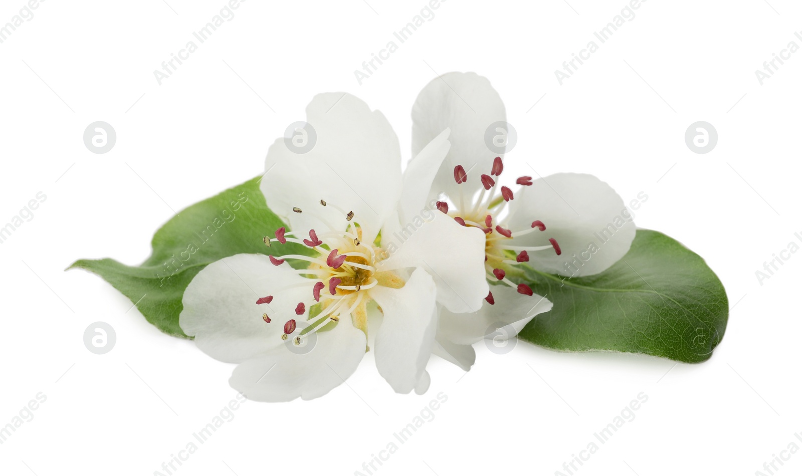 Photo of Beautiful flowers with leaves of blossoming pear tree on white background