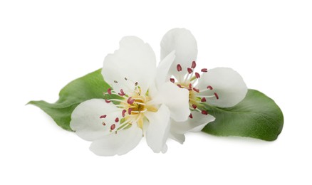 Beautiful flowers with leaves of blossoming pear tree on white background