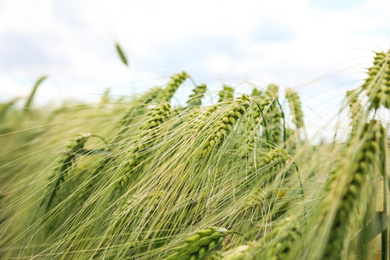 Photo of Closeup view of agricultural field with ripening cereal crop