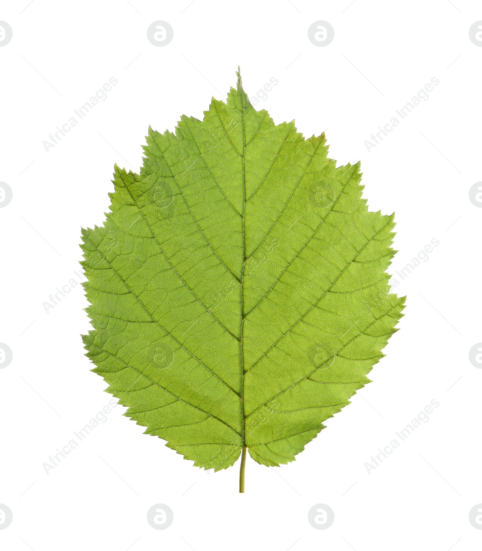 Photo of Fresh green hazel leaf isolated on white