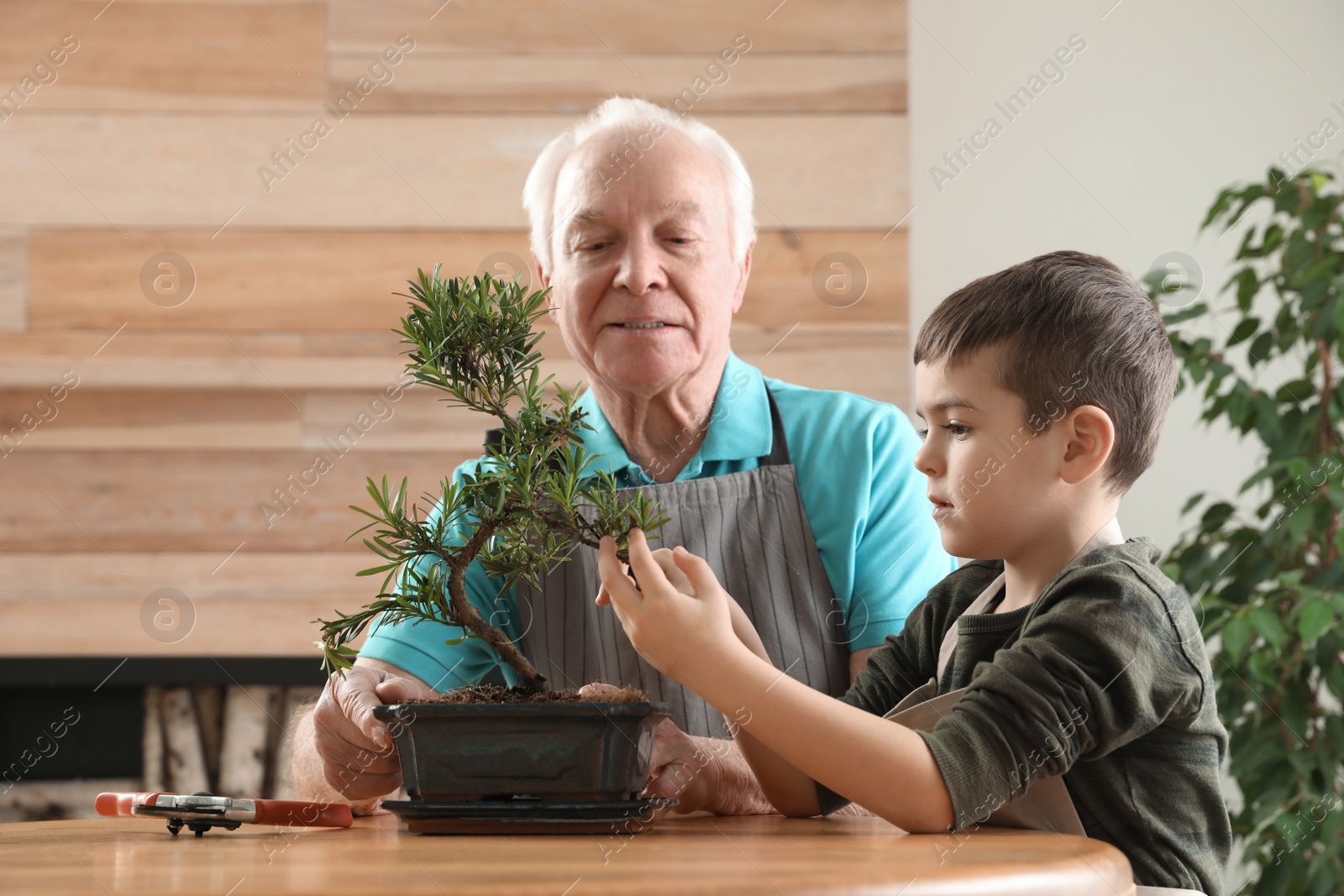 Photo of Senior man with little grandson taking care of Japanese bonsai plant indoors. Creating zen atmosphere at home