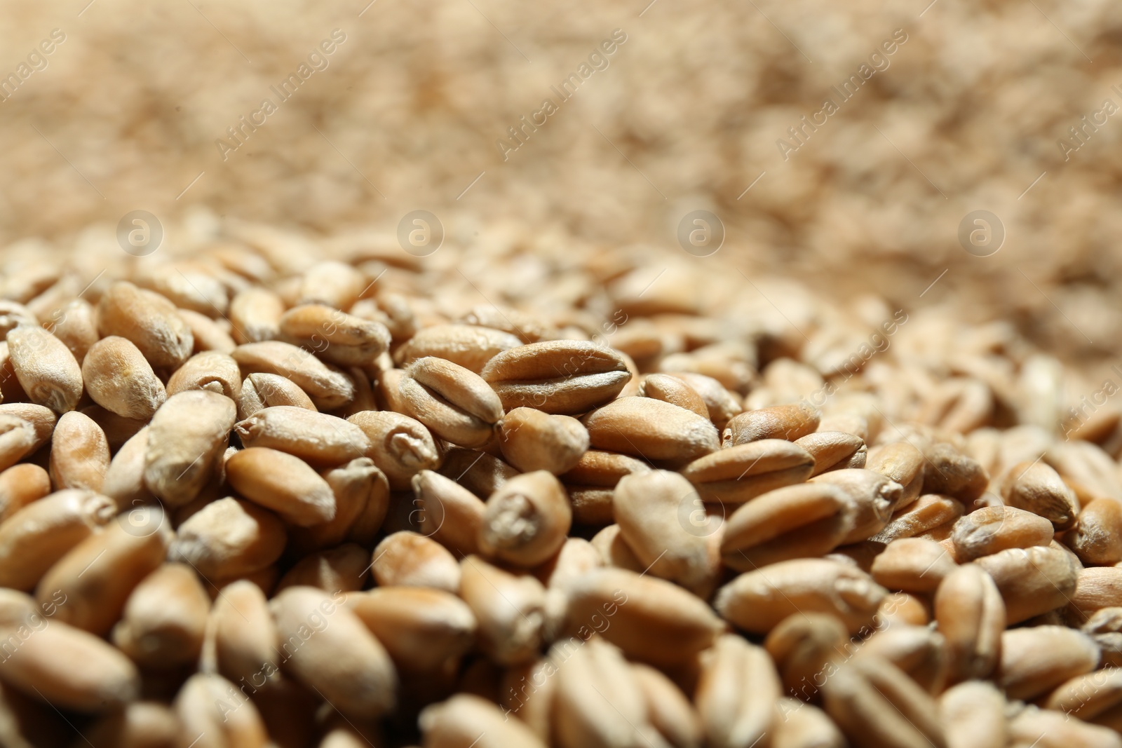 Photo of Many wheat grains as background, closeup view