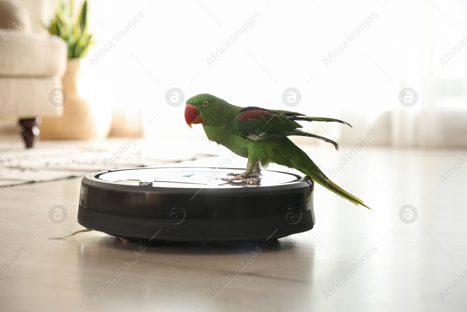 Photo of Modern robotic vacuum cleaner and Alexandrine parakeet on floor indoors