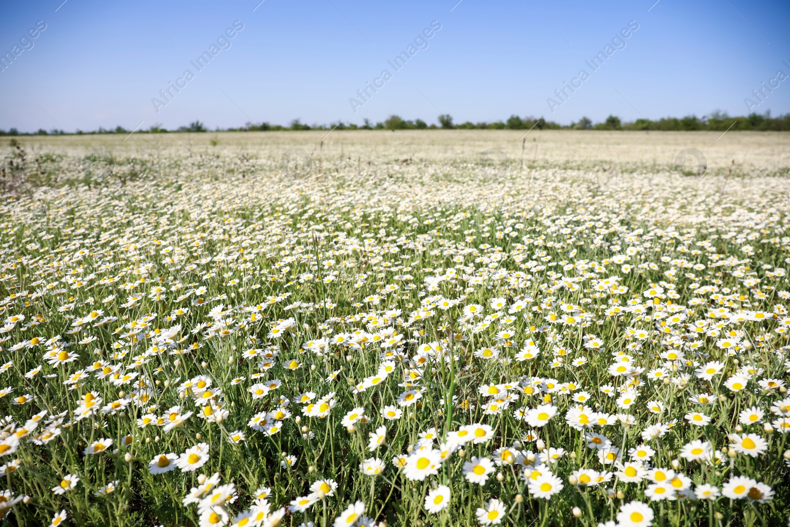Photo of Beautiful chamomile field on sunny spring day