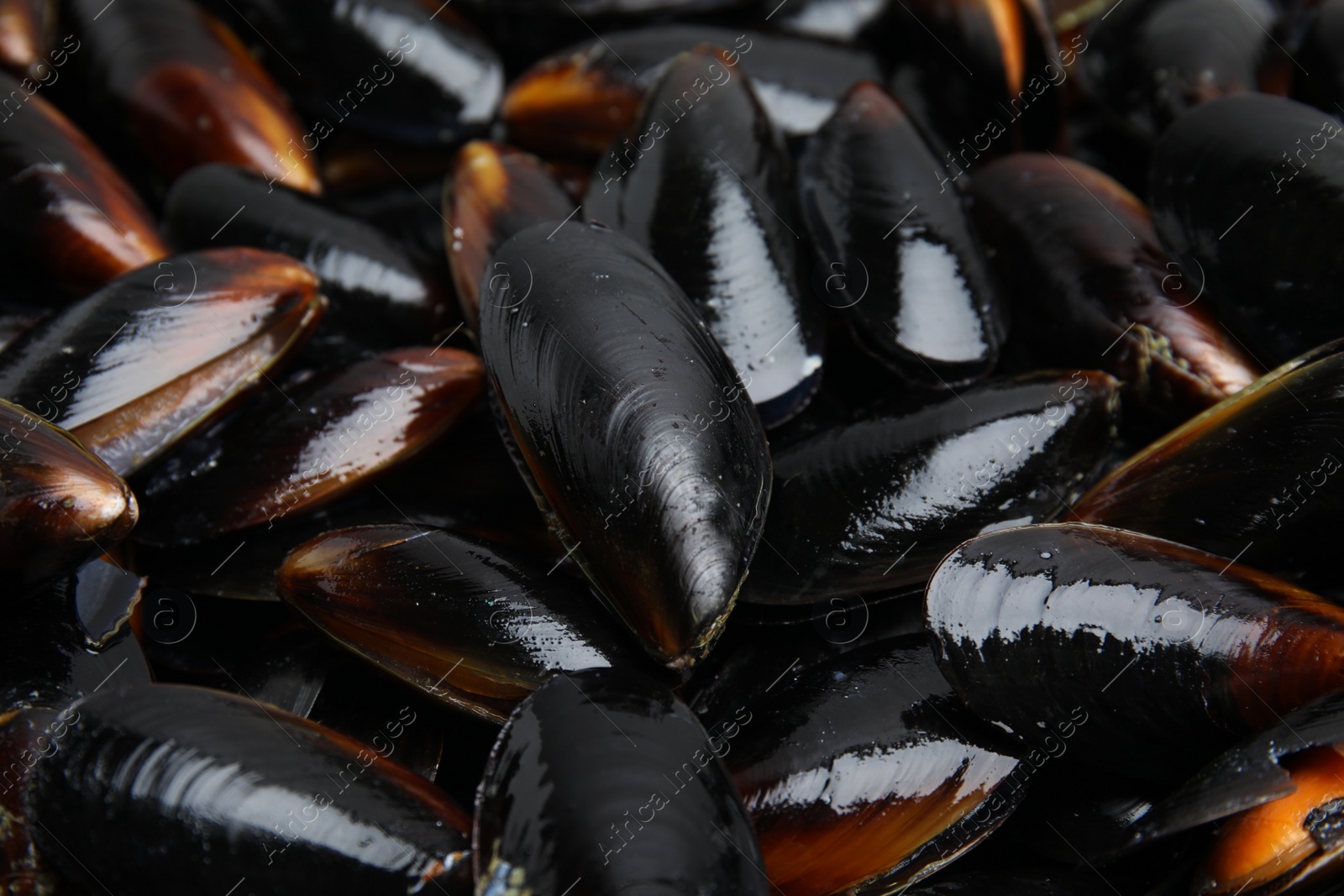 Photo of Heap of raw mussels in shells as background, closeup