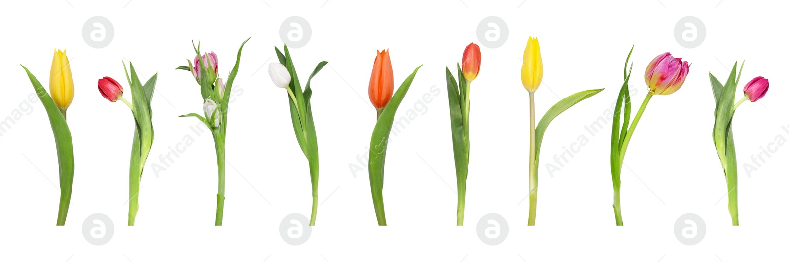 Image of Set of beautiful tulips in different colors isolated on white