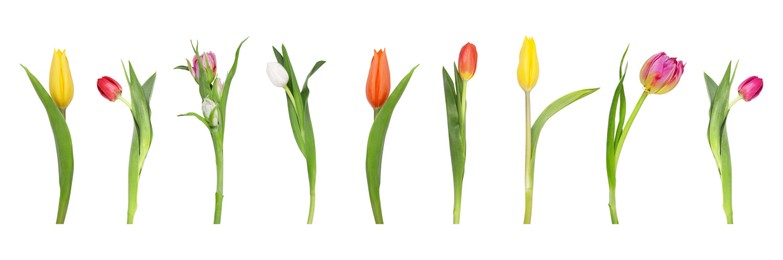 Set of beautiful tulips in different colors isolated on white