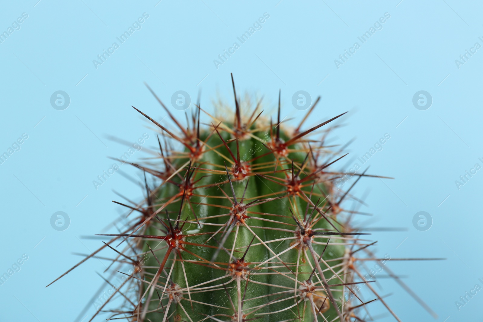 Photo of Beautiful cactus on light blue background, closeup