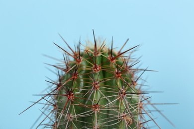 Beautiful cactus on light blue background, closeup