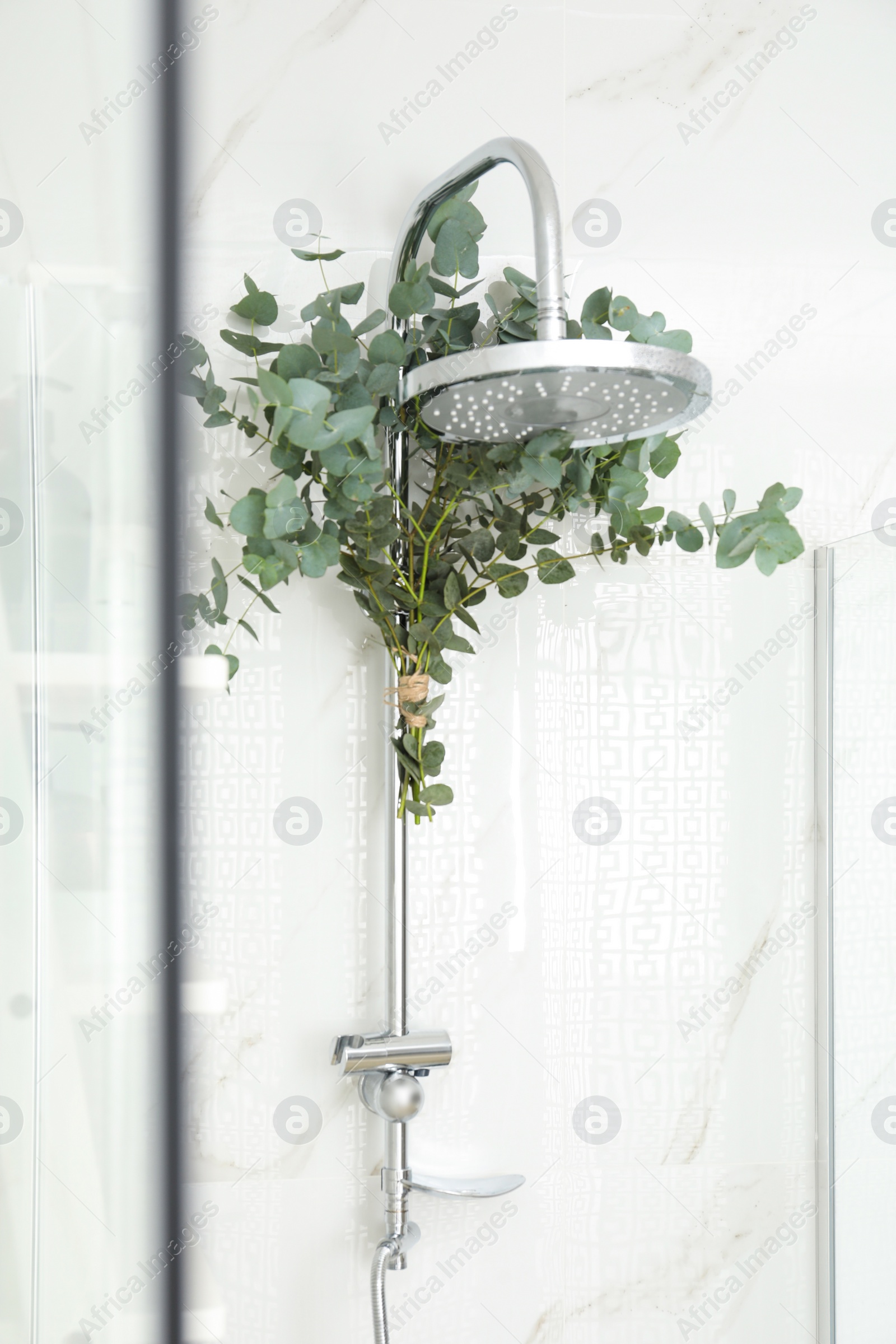 Photo of Branches with green eucalyptus leaves in shower