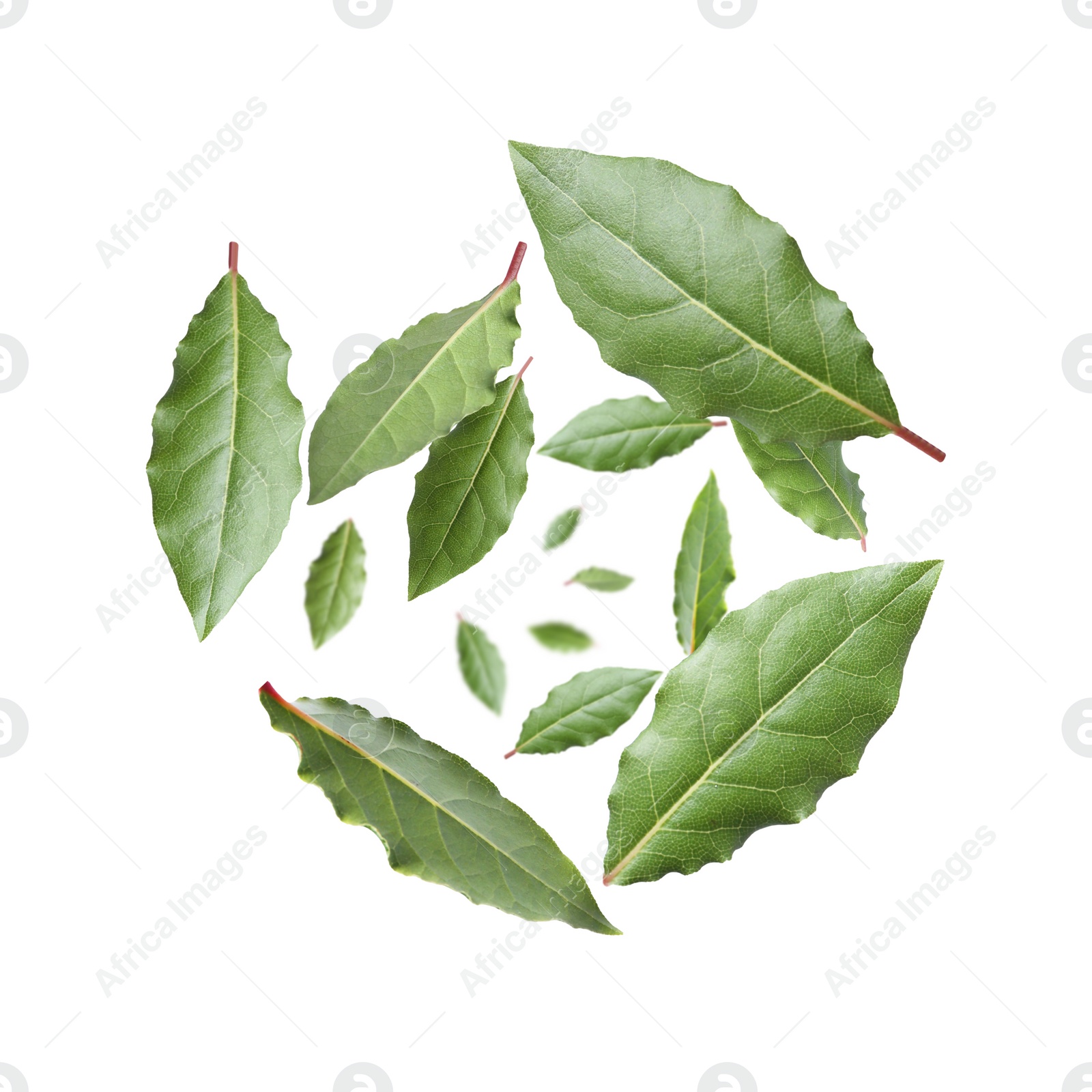 Image of Fresh bay leaves whirling on white background