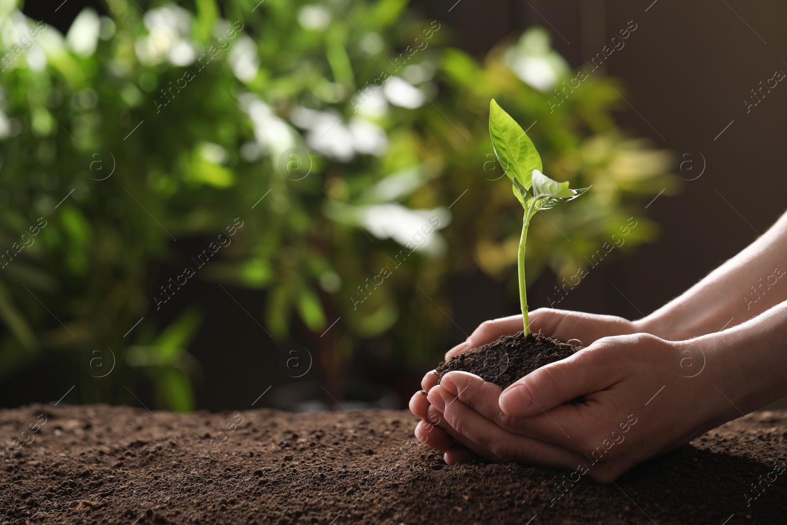 Photo of Woman holding young green seedling in soil against blurred background, closeup with space for text