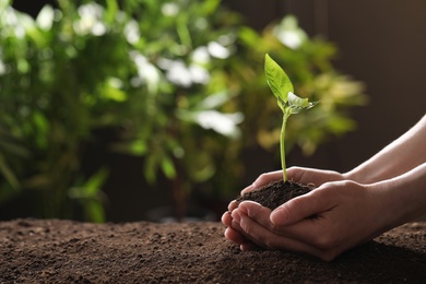 Woman holding young green seedling in soil against blurred background, closeup with space for text