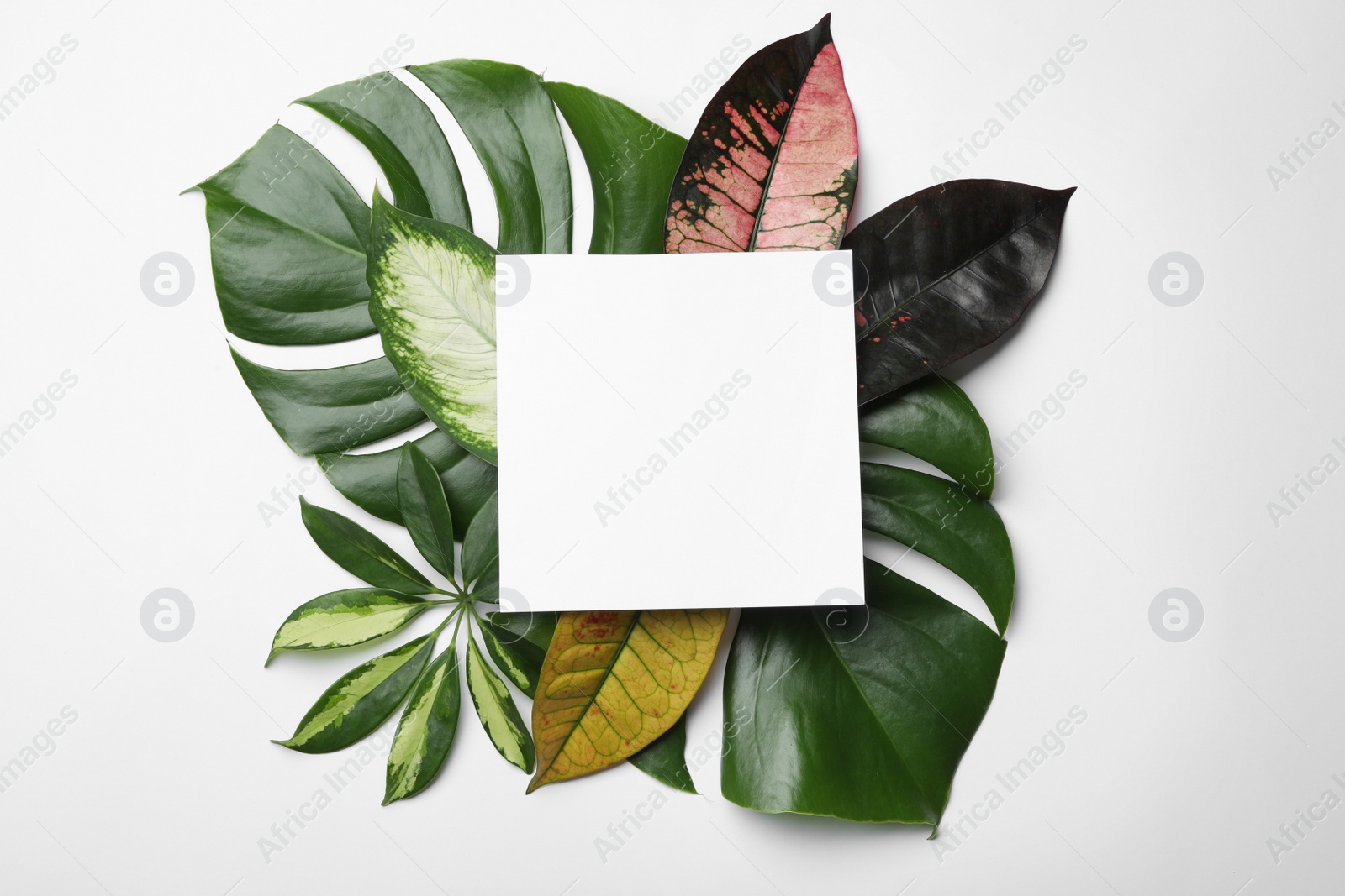 Photo of Beautiful composition with tropical leaves and blank card on white background, top view