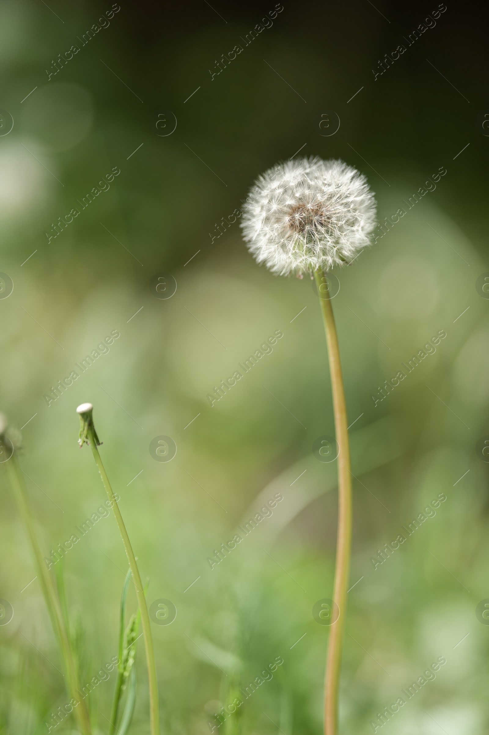 Photo of Beautiful dandelion in green grass outdoors, closeup view