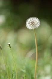 Photo of Beautiful dandelion in green grass outdoors, closeup view