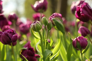 Photo of Beautiful colorful tulips growing in flower bed, closeup