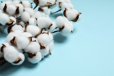 Photo of Branches with cotton flowers on light blue background, closeup. Space for text
