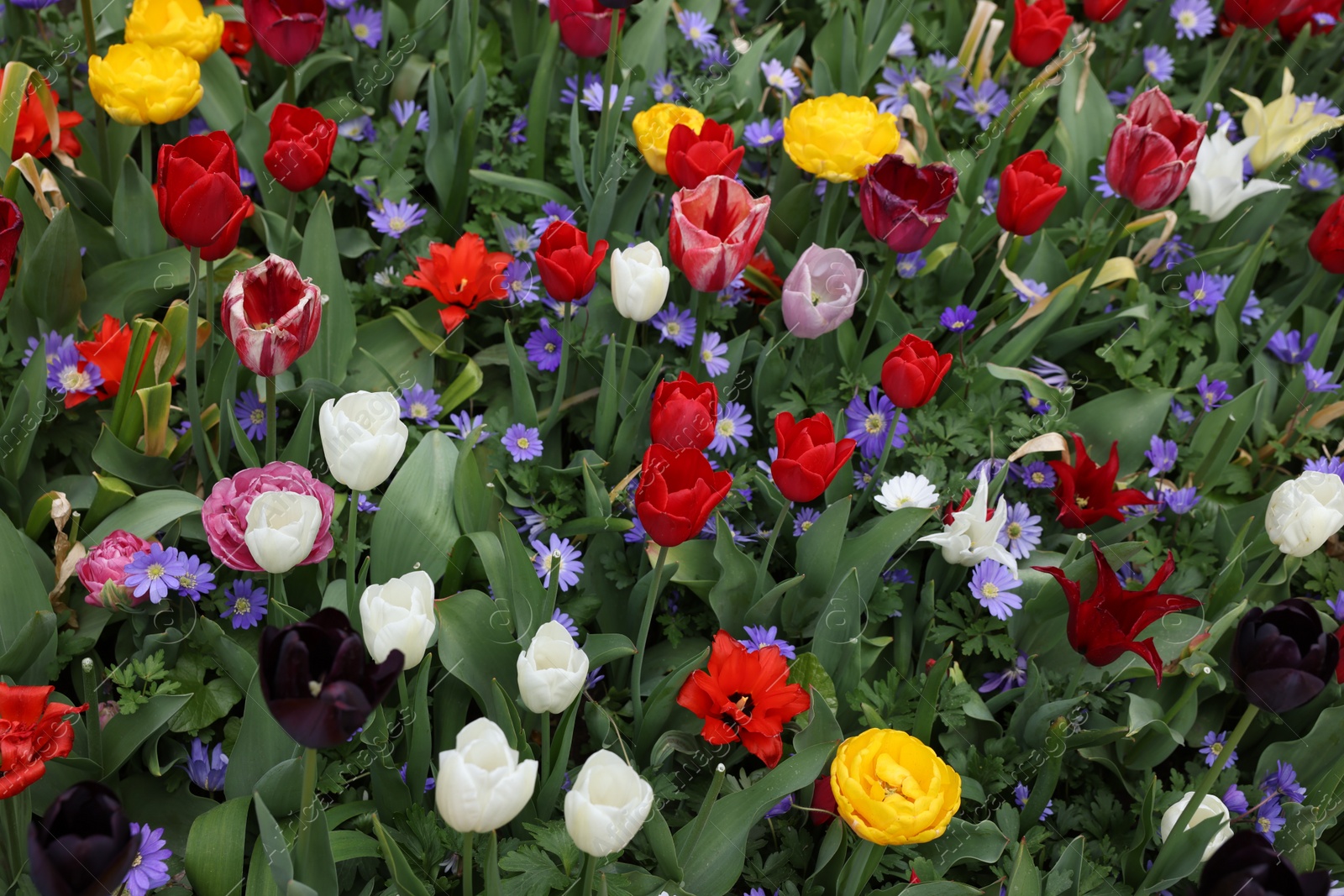 Photo of Many different colorful flowers growing outdoors, above view. Spring season