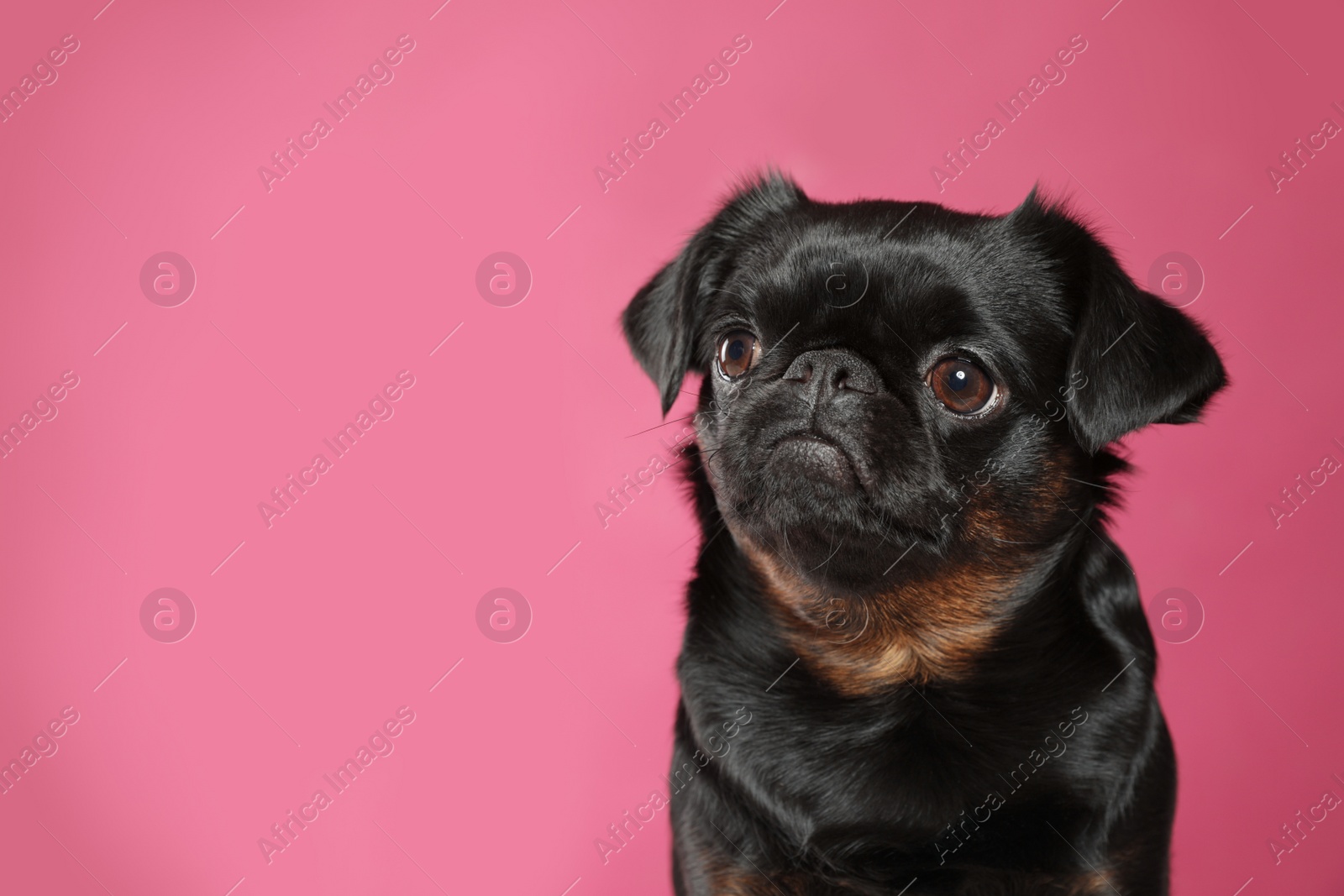 Photo of Adorable black Petit Brabancon dog on pink background, space for text