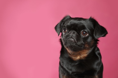 Adorable black Petit Brabancon dog on pink background, space for text