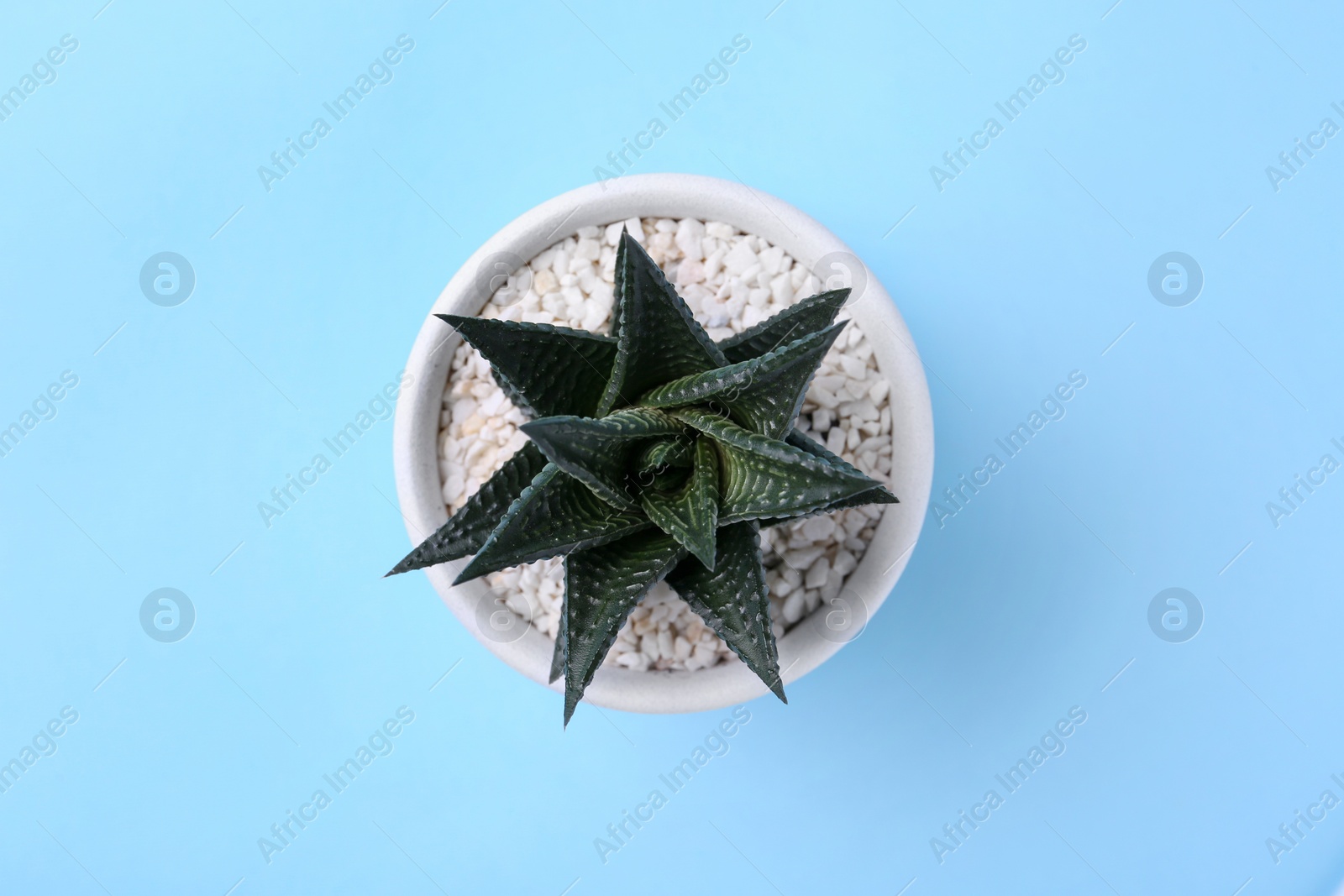 Photo of Beautiful succulent plant in pot on light blue background, top view