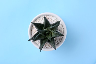 Beautiful succulent plant in pot on light blue background, top view