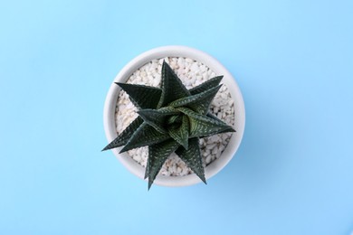 Photo of Beautiful succulent plant in pot on light blue background, top view