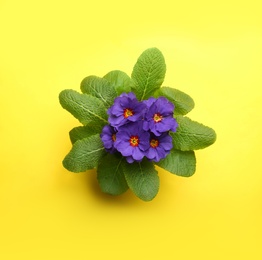 Photo of Beautiful primula (primrose) plant with purple flowers on yellow background, top view. Spring blossom