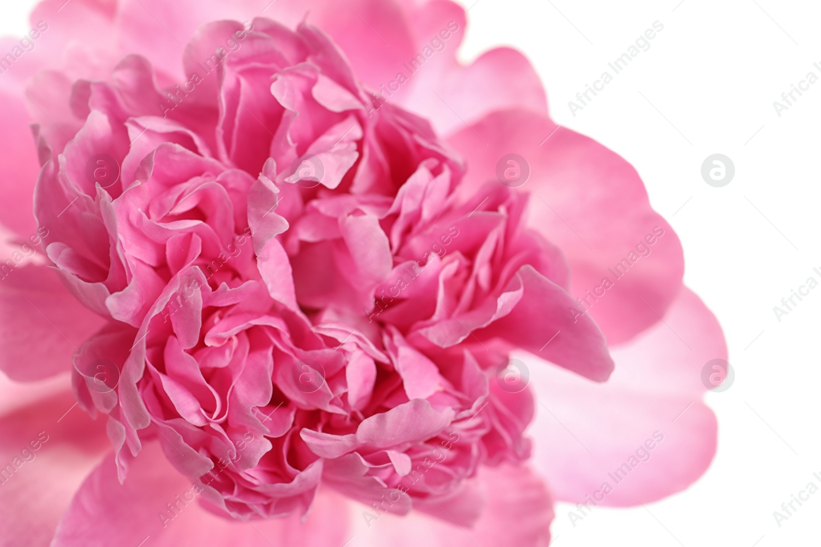 Photo of Beautiful fresh peony flower on white background, top view