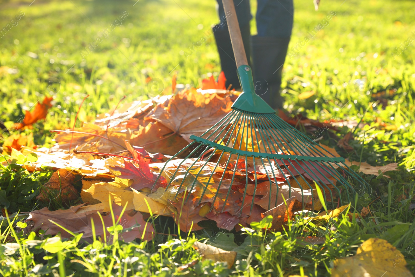 Photo of Woman raking fall leaves in park, closeup