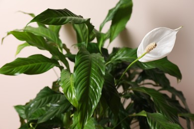 Photo of Beautiful spathiphyllum on beige background, closeup. House decor