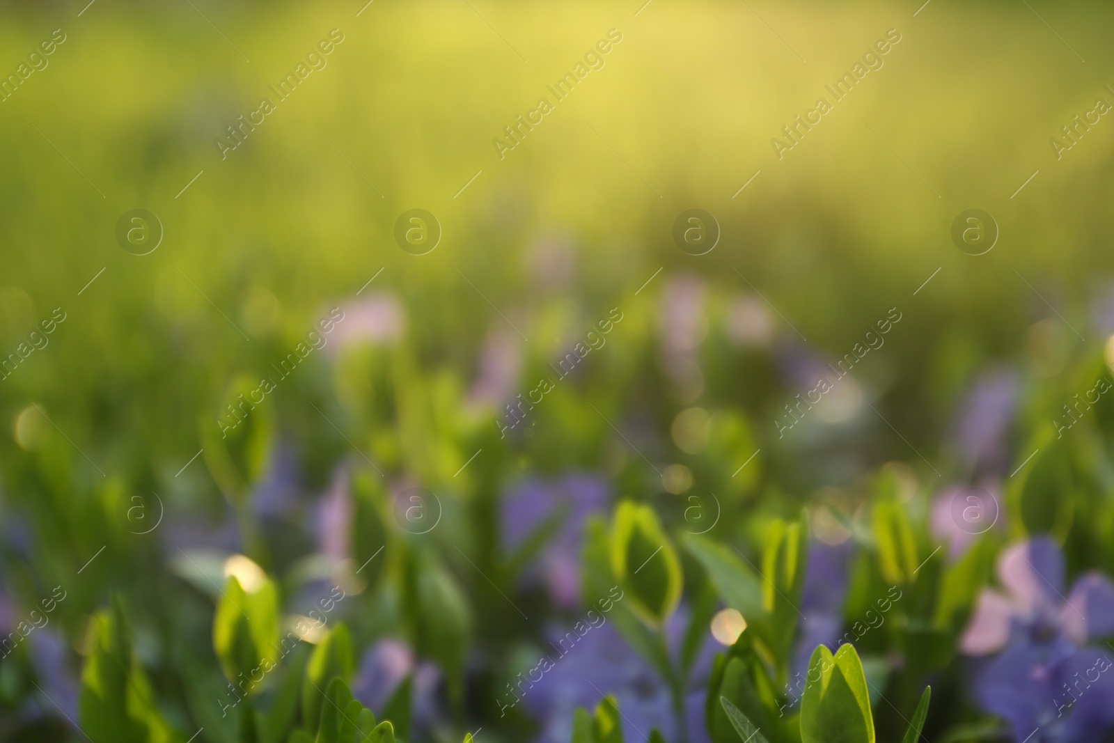 Photo of Blurred view of beautiful periwinkle flowers in garden