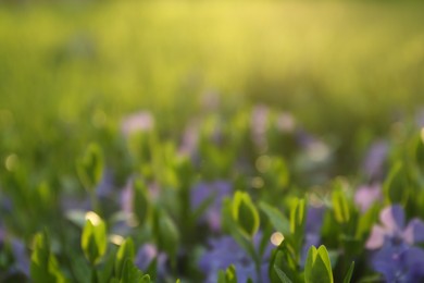 Photo of Blurred view of beautiful periwinkle flowers in garden