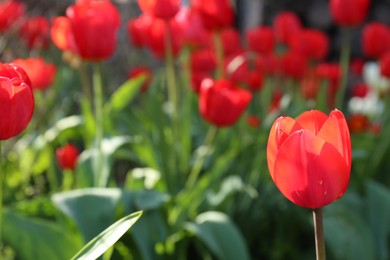 Beautiful red tulip flowers growing in garden, closeup and space for text. Spring season